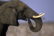 Bull Elephant (Loxodonta africana) near Xakanaxa during dry season by Danita Delimont
