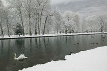 VIZILLE: Chateau de Vizille Park after winter stormSwan Lake by Danita Delimont