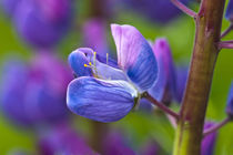 Close-up of blooming lupine flower by Danita Delimont