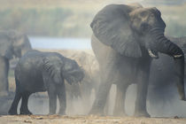 Elephant herd (Loxodonta africana) raises cloud of dust along Chobe River von Danita Delimont