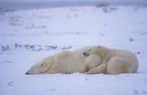 Churchill Polar bear mother with cub by Danita Delimont
