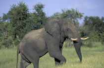 Elephant (Loxodonta africana) feeds in lush grass by Danita Delimont