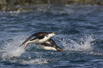 Adelie penguins porpoising toward their nesting sites after feeding in ocean by Danita Delimont