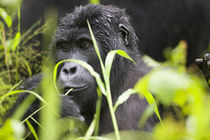 Adult Mountain Gorilla (Gorilla gorilla beringei) in rainforest von Danita Delimont