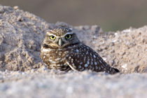 USA - California - Imperial County - Salton Sea area - Burrowing Owl sitting at entrance to burrow at dusk by Danita Delimont