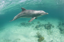 Captive Bottlenose Dolphin (Tursiops truncatus) swimming in Caribbean Sea at UNEXSO site by Danita Delimont