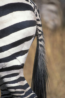 Close-up of Plains Zebra (Equus burchelli) tail and flank in tall grass on savanna von Danita Delimont
