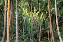 Coconut Palms by Danita Delimont