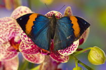 Sammamish Washington Tropical Butterfly photograph of Kalima inachus the Orange Dead Leaf Butterfly on Orchid von Danita Delimont