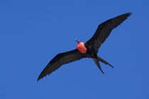 Great Frigatebird (M) in flight (WILD: Fregate minor ridgwayi) von Danita Delimont