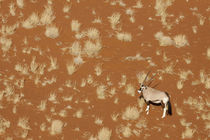 Aerial view of lone oryx standing in Namib Desert von Danita Delimont