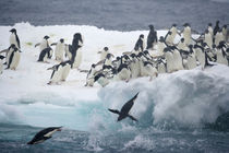 Adelie penguins leaping off iceberg into ocean by Danita Delimont