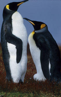 Two king penguins stand in tundra vegetation by Danita Delimont