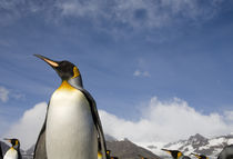 King Penguins (Aptenodytes patagonicus) along shoreline in massive rookery along Saint Andrews Bay by Danita Delimont