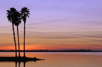 A trio of stately palms in silhouette on an island with lake water reflecting the pastel colors of the twilight sky von Danita Delimont