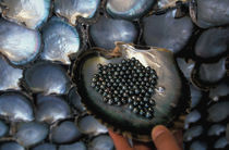 Oyster shells / oyster farm; black pearls by Danita Delimont