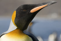 Close-up portrait of King Penguin (Aptenodytes patagonicus) along shoreline at massive rookery along Saint Andrews Bay by Danita Delimont