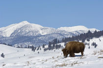 American Bison (Bison bison) by Danita Delimont