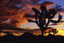 Spectacular Sunrise at Joshua Tree National Park in California by Danita Delimont
