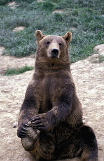 Southeast region Brown bear (Ursus arctos) by Danita Delimont