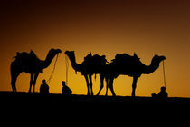 Young men resting with their camel at sunset along the dunes in the Thar Desert von Danita Delimont