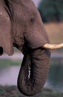 Elephant (Loxodanta Africana) von Danita Delimont