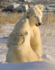 'Sparring polar bears' von Danita Delimont