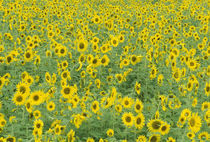 Fayette County Pattern in field of sunflowers by Danita Delimont
