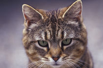 Close-up of cat von Danita Delimont