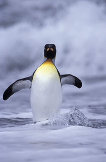 South Georgia Island King penguin (Aptenodytes patagonica) coming out of ocean by Danita Delimont