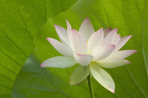 White lotus in fron tof lotus leaves by Danita Delimont