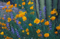Arroyo Lupine and Saguaro cactus by Danita Delimont