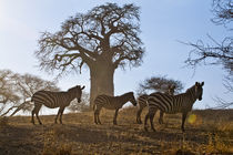 zebra in the wilderness 21 by Leandro Bistolfi