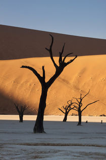 Sunrise on dead trees and dunes at Dead Vlei by Danita Delimont