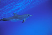 Bahamas Spotted dolphin von Danita Delimont