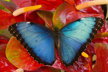 Sammamish Washington Tropical Butterfly photograh of Morpho peleides the Common Morpho by Danita Delimont