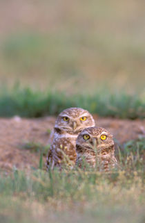 Burrowing Owls von Danita Delimont
