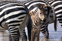 zebra in the wilderness 14 by Leandro Bistolfi