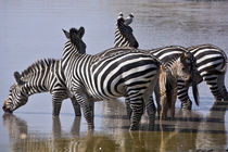 zebra in the wilderness 15 by Leandro Bistolfi