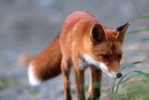 Red Fox close-up von Danita Delimont