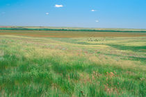 Grasslands near Ogallala with cattle grazing in the distance von Danita Delimont
