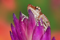 Close-up of Cinnamon Ttree Frog von Danita Delimont