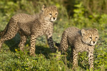 Cheetah cubs at Ndutu in the Ngorongoro Conservation Area von Danita Delimont