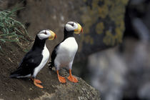 Horned puffins (Fratercula corniculata) on a cliff ledge by Danita Delimont