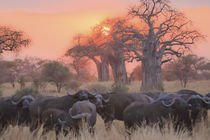 african sunset 6 by Leandro Bistolfi