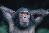 Young female Chimpanzee stretching von Danita Delimont
