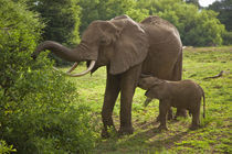 Elephant mother and calf at Lake Manyara NP by Danita Delimont