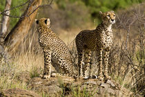 Cheetahs at Samburu NP by Danita Delimont
