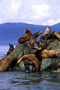 Stellar sea lions Alaska; USA by Danita Delimont