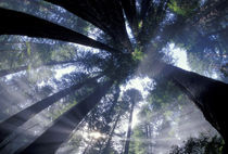 Looking up into fog and redwoods von Danita Delimont